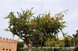 10 ALMERIA ALCAZABA 12 09 2018 (46)